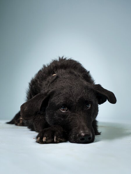 BolDOG Home Animal Shelter preview 4