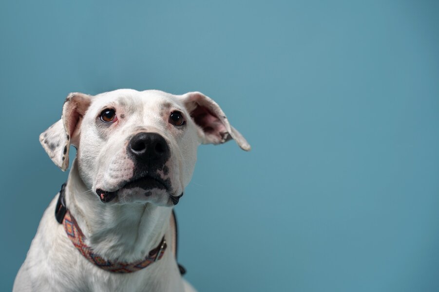 BolDOG Home Animal Shelter preview 1
