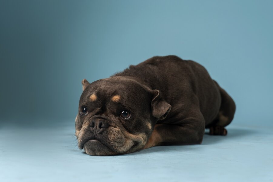 BolDOG Home Animal Shelter preview 3