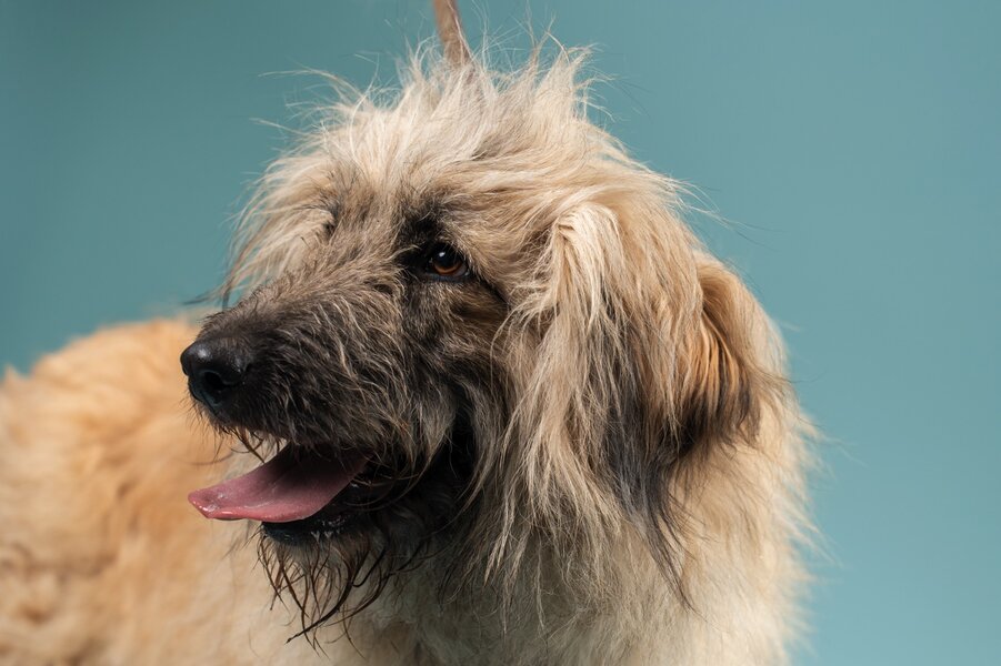 BolDOG Home Animal Shelter preview 2